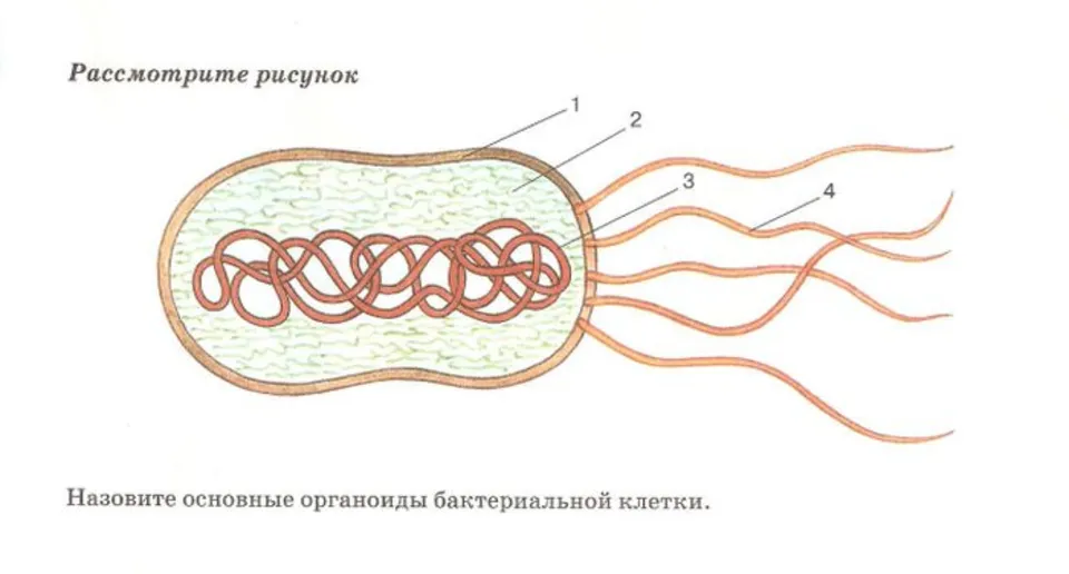 Схема строения клетки бактерии 5 класс биология. Строение бактериальнаяклетки без подписей. Строение клетки бактерии 5 класс биология рисунок. Строение клетки бактерии без подписи. Строение бактерии без подписей.