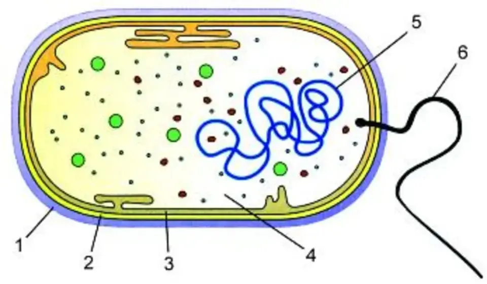 Схема строения прокариотической клетки. Строение бактериальной клетки 5 класс биология рисунок с подписями. Строение бактериальной клетки 5 класс биология рисунок. Строение бактерии рисунок без подписей. Строение бактериальной клетки рисунок без подписей.