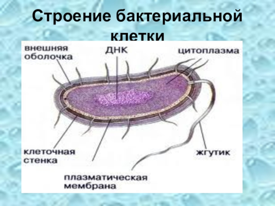 Анатомия 5 класс. Строение бактериальной клетки 5 класс биология. Модель бактериальной клетки 5 класс биология. Строение бактериальной клетки 10 класс схема. Части бактериальной клетки 5 класс.