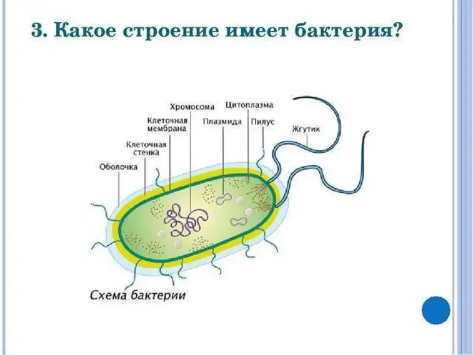 На каком рисунке изображена клетка бактерий