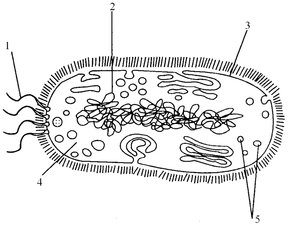 Схема строения прокариотической клетки. Строение бактериальной клетки ЕГЭ биология. Строение бактериальной клетки черно белая. Строение бактериальной клетки без подписей. Строение клетки бактерии Пасечник.