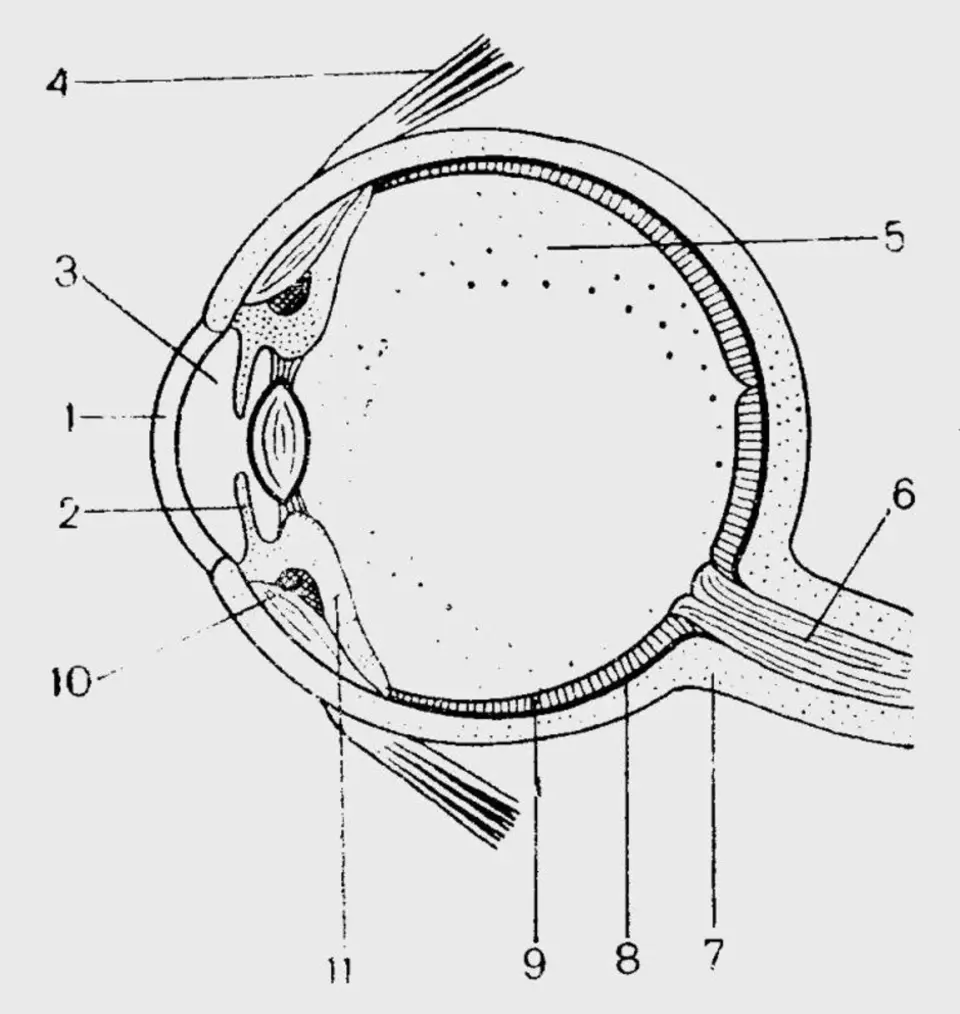 Глаз поперечный разрез. Структура глазного яблока схема. Схема глазного яблока глаза. Схематическое строение глазного яблока. Строение глазного яблока анатомия схема.
