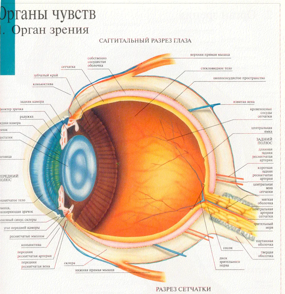 Какие структуры глаза обозначены буквами на рисунке. Строение зрительного анализатора глазное яблоко. Строение глаза вид сбоку. Послойное строение глаза. Из чего состоит орган зрения.