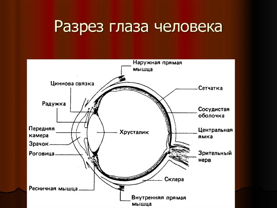 Глаз поперечный разрез. Схема продольного разреза глазного яблока. Строение зрительной сенсорной системы схема. Разрез глазного яблока анатомия. Зрительная сенсорная система строение глазного яблока.