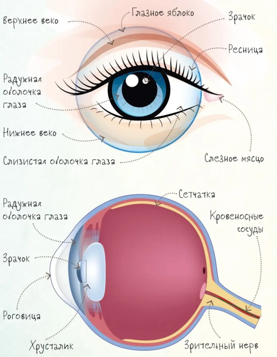 Описание глаз и взгляда. Строение глаза человека схема. Анатомическое строение глаза. Строение глаза человека снаружи. Из чего состоит глаз человека.