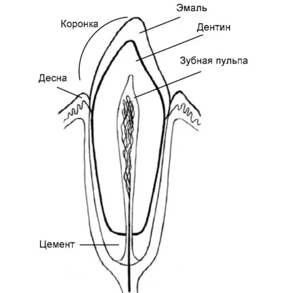 Рисунок строения зуба человека. Строение зуба человека ЕГЭ биология. Строение зуба биология 8 класс. Схема внутреннего строения зуба анатомия. Строение зуба 8 класс биология рисунок.