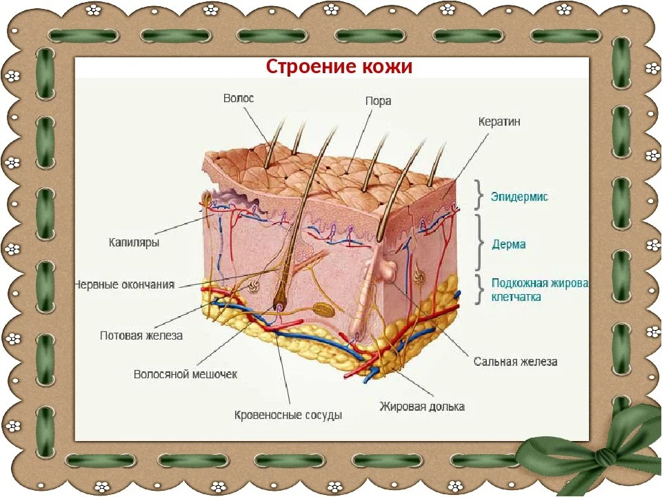 Кожа схема