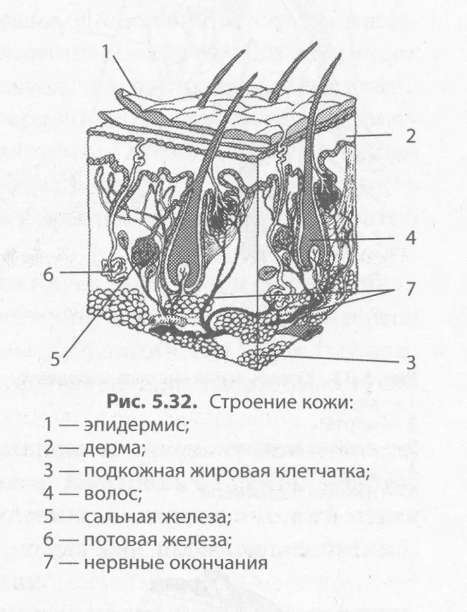 Кожа рисунок слои. Строение кожи схема биология. Картинка строение кожи человека. Строение кожи человека схема. Строение эпидермиса кожи человека рисунок.