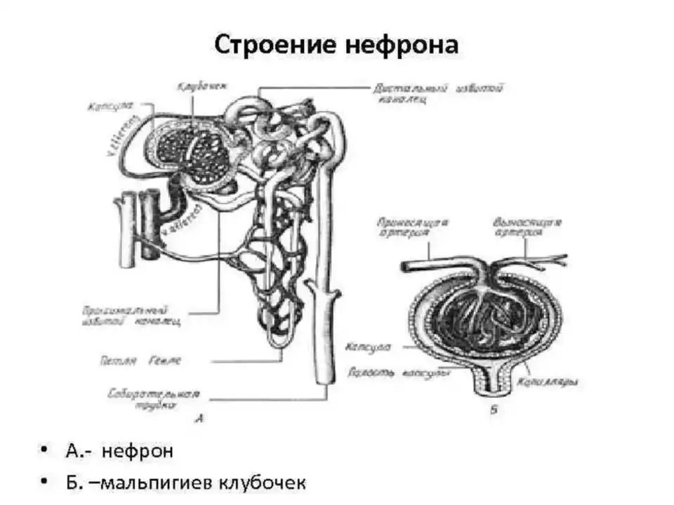 Нефрон почки огэ. Строение нефрона почки анатомия. Строение нефрона почки человека. Схема строения и кровоснабжения нефрона, мальпигиев клубочек.. Строение нефрона анатомия.