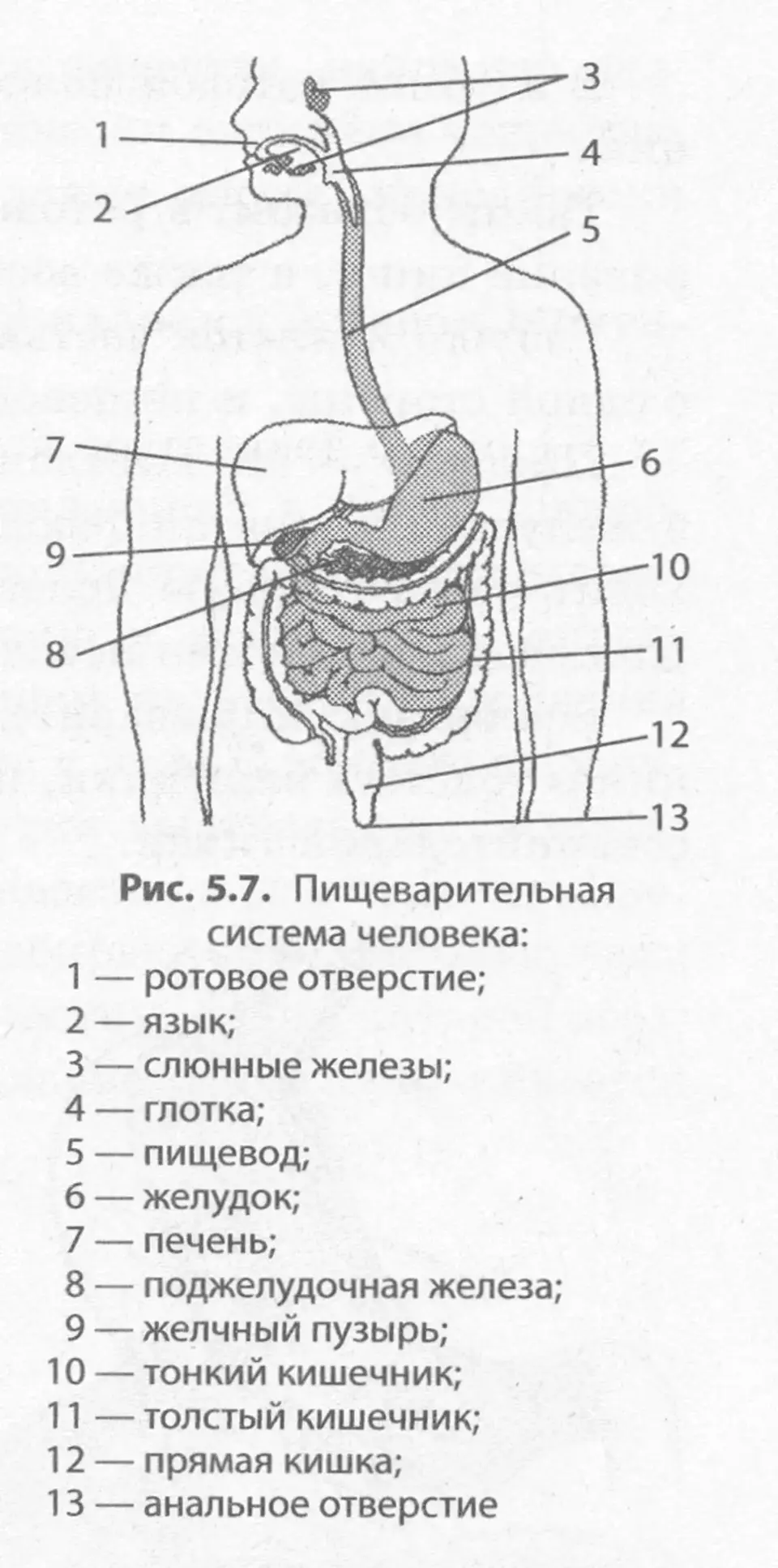 Органы которые входят в пищеварительную систему. Схема строения пищеварительной системы. Пищеварительная система человека схема и функции органов. Строение пищеварительной системы и функции схема. Отделы пищеварительного тракта схема.