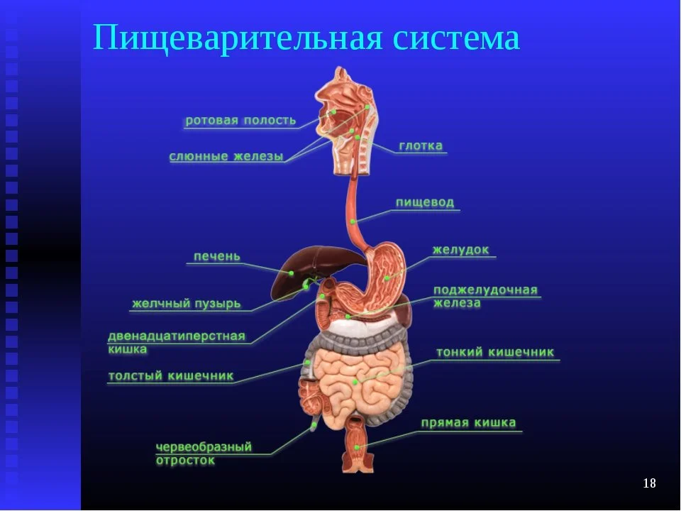 Пищеварительная система человека анатомия фото