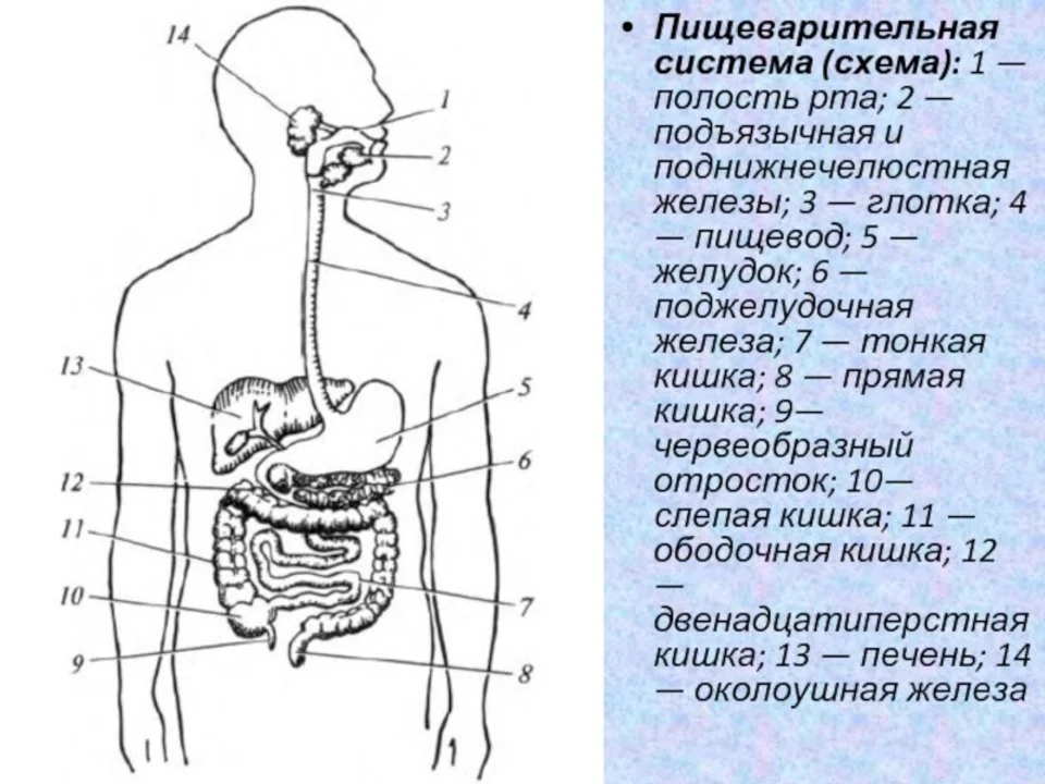 Органы которые входят в пищеварительную систему. Пищеварительная система человека схема анатомия. Строение пищеварительной системы человека схема схема. Общий план строения пищеварительной системы человека анатомия. Пищеварительная система анатомия схема.