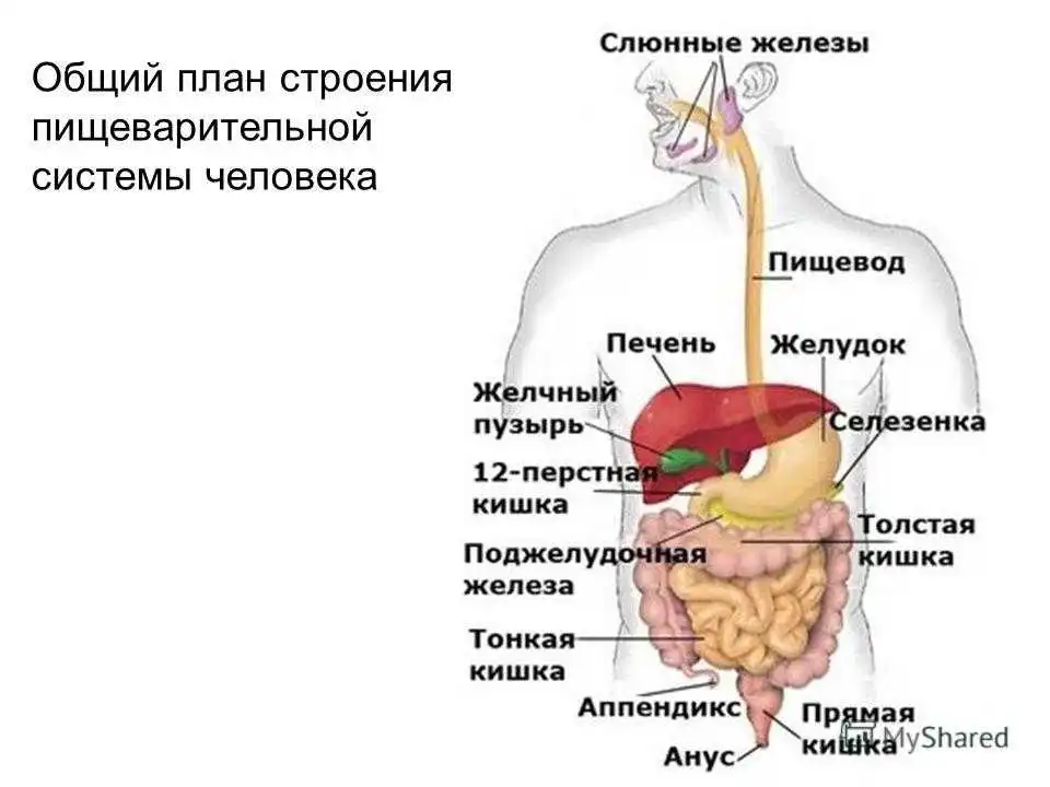 Заполните схему пищеварительная система. Схема строения пищеварительной системы. Строение пищеварительного тракта человека схема. Пищеварительная система человека схема органов пищеварения. Общий план строения пищеварительной системы человека анатомия.