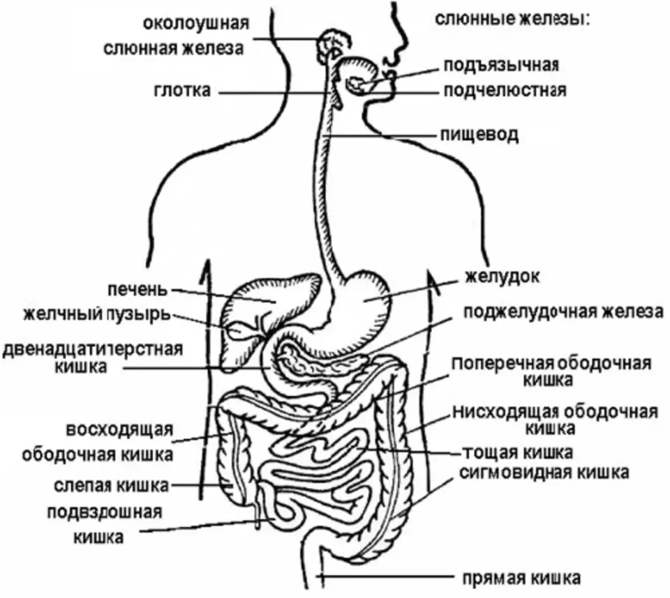 Полые органы пищеварения. Строение пищеварительной системы человека. Строение пищеварительной системы человека схема схема. Пищеварительная система анатомия схема. Общий план строения пищеварительной системы человека анатомия.