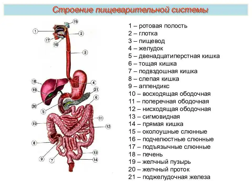 Анатомия системы пищеварения. Компоненты пищеварительной системы схема. Пищеварительная система человека схема анатомия. Строение пищеварительной системы человека схема схема. Пищеварительная система человека строение с латынью.