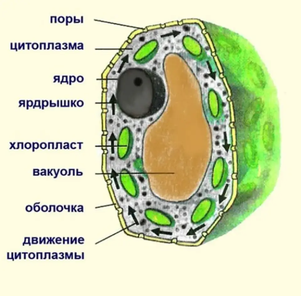 Фото клетки биология 6 класс. Схема строения растительной клетки 5 класс биология. Строение растительной клетки 5 класс биология. Строение ядра растительной клетки 5 класс биология. Клетка растения 5 класс биология рисунок.