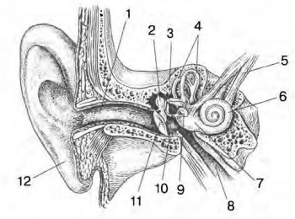 Тест по теме орган слуха 8 класс. Слуховой анализатор 8 класс биология. Строение органа слуха и вестибулярного аппарата.