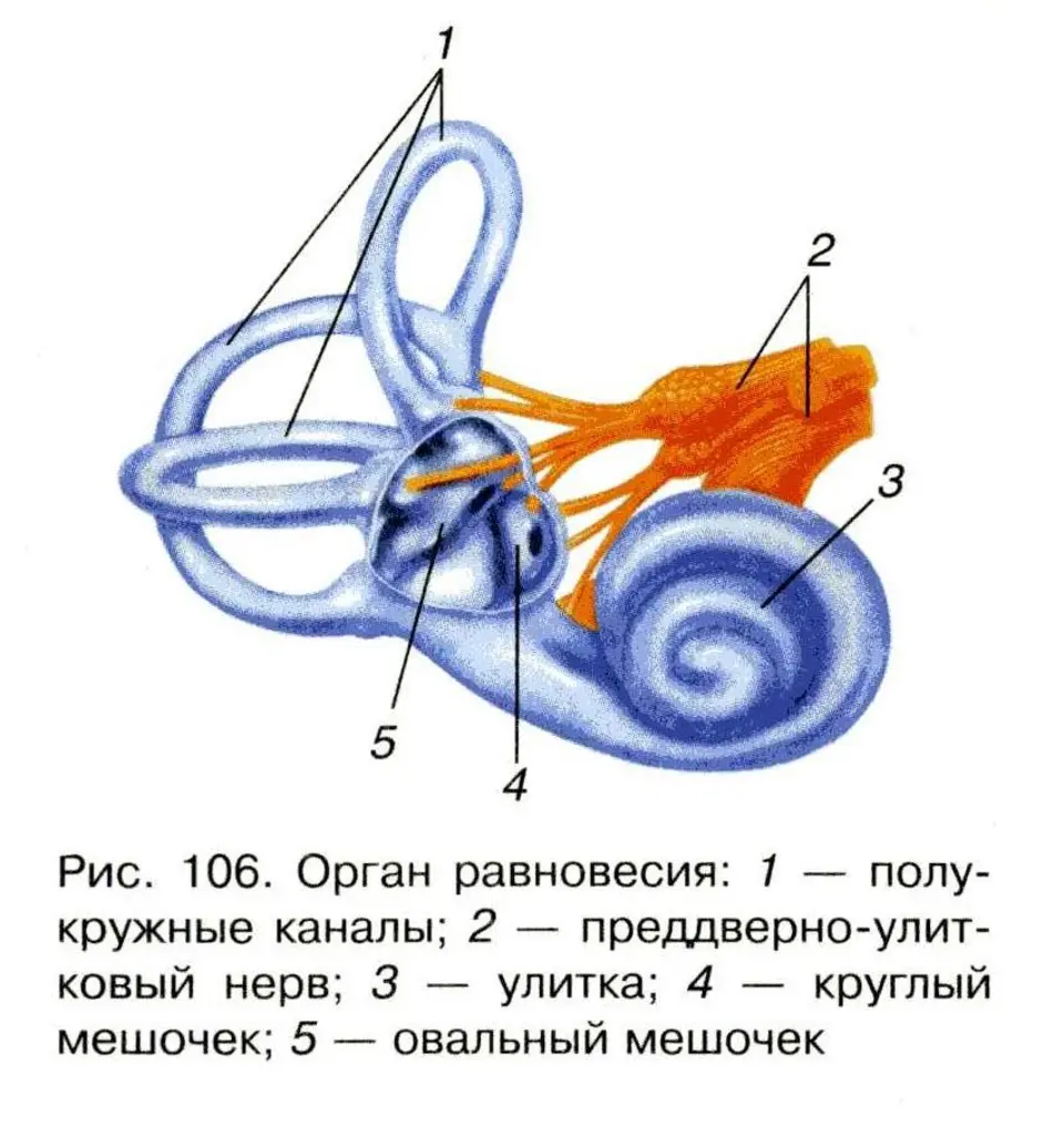 Где расположен вестибулярный анализатор