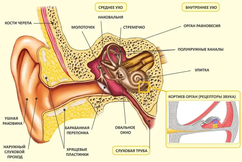 В наружном ухе кость