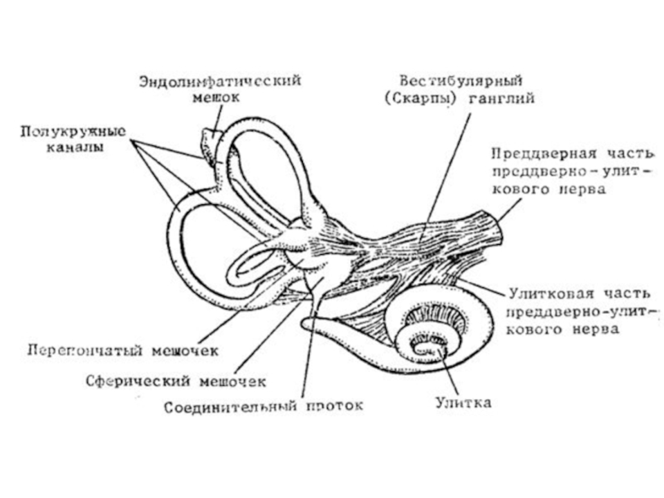 Где расположен вестибулярный анализатор