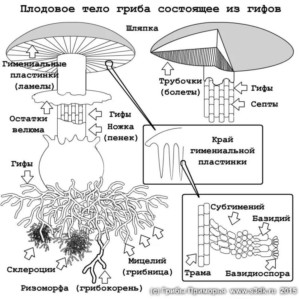 Из каких веществ состоят грибы. Схема плодовое тело шляпочного гриба. Схема строения шляпочного гриба. Строение шляпочного гриба строение.