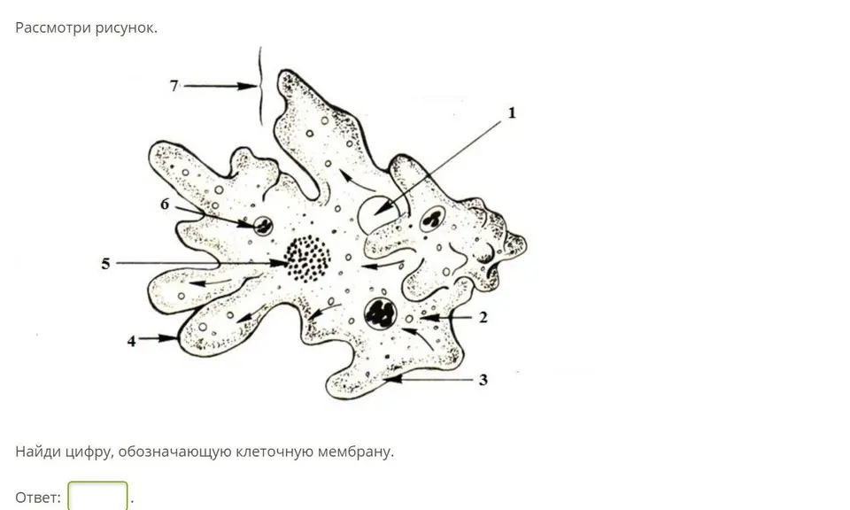 Строение амебы обыкновенной