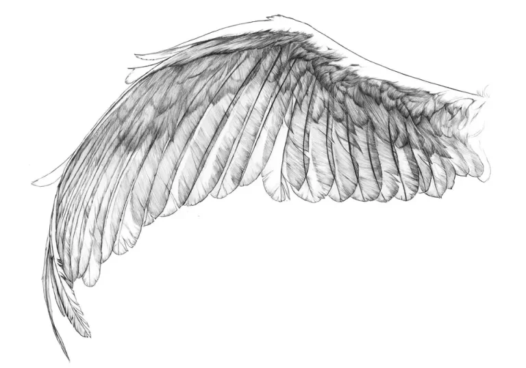 Крылья ангела референс