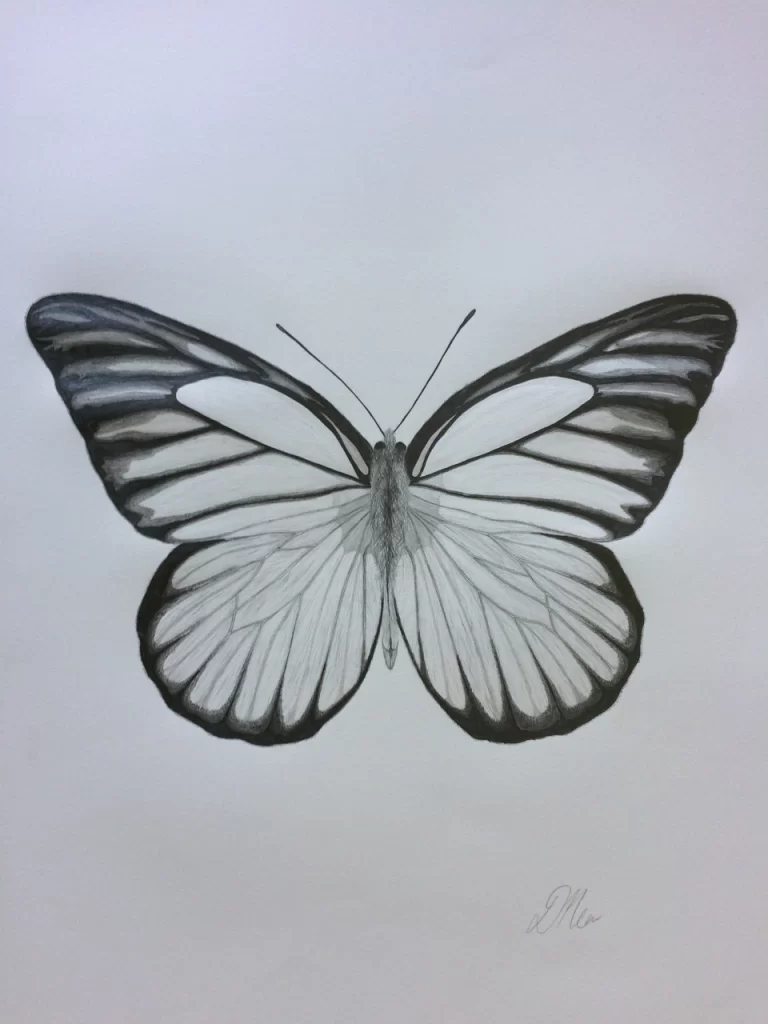 Рисунок бабочки карандашом