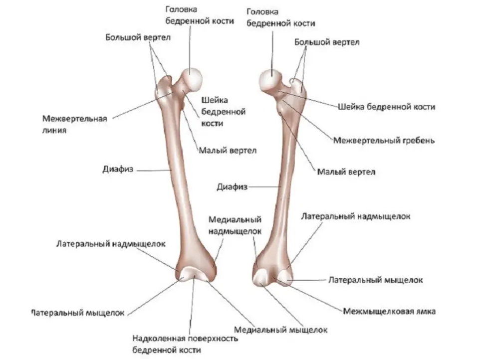 Строение бедренной кости