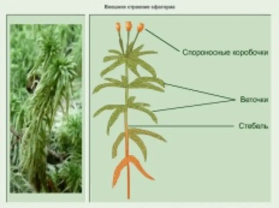 Строение сфагнума