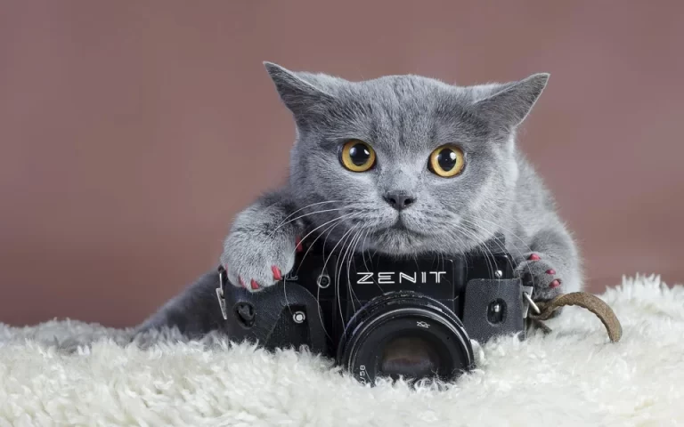 Кошка с фотоаппаратом