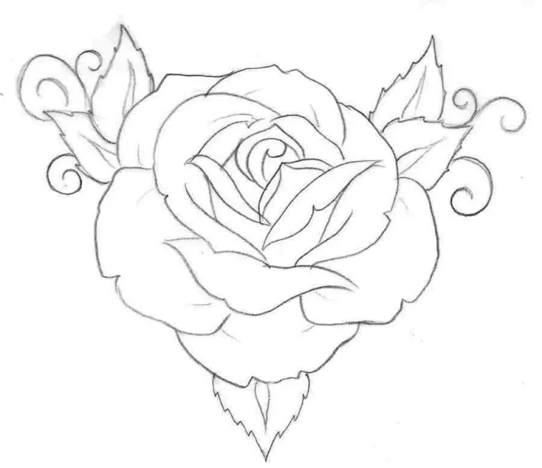 Роза рисунок для срисовки