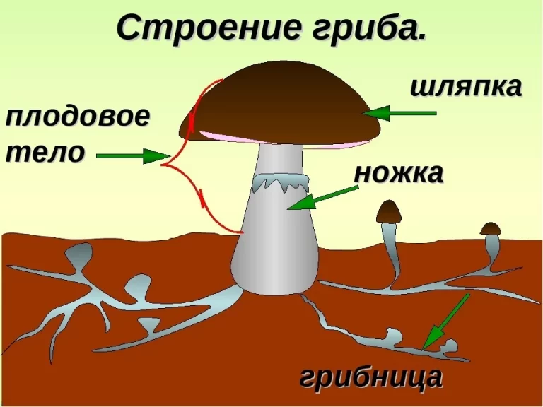 Строение тела гриба