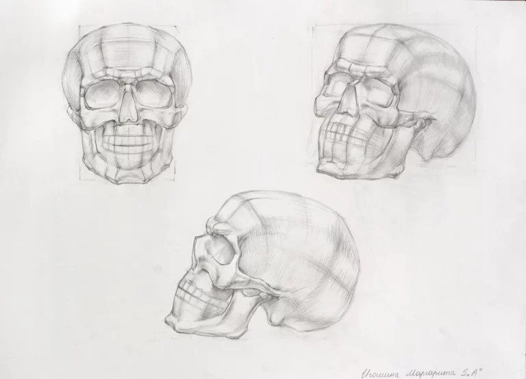Анатомический рисунок черепа