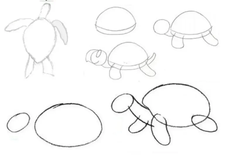 Рисунок черепахи для детей