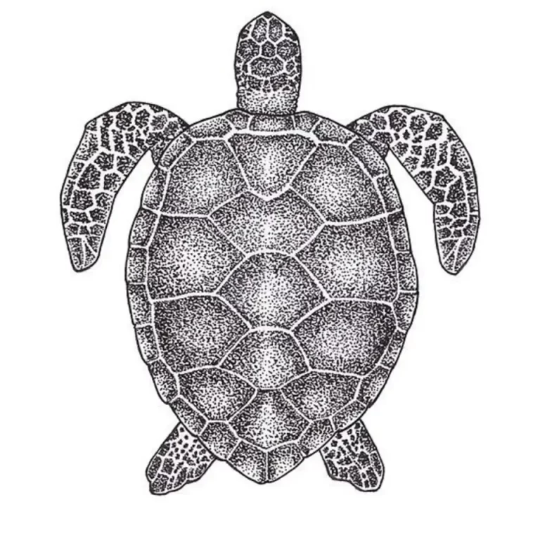 Искусство Черепахи: Рисунок Сверху И Его Магия