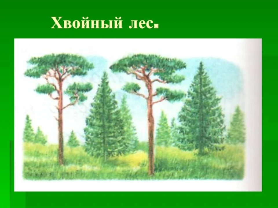 Хвойный лес рисунок