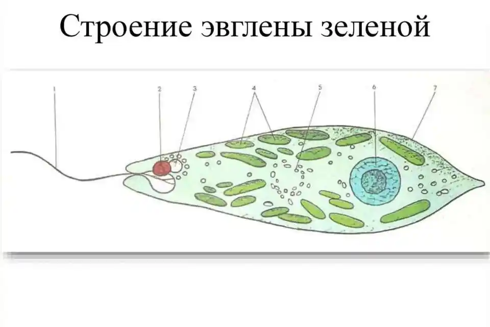 Эвглена зеленая строение