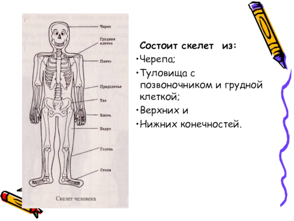 Скелет человека состоит