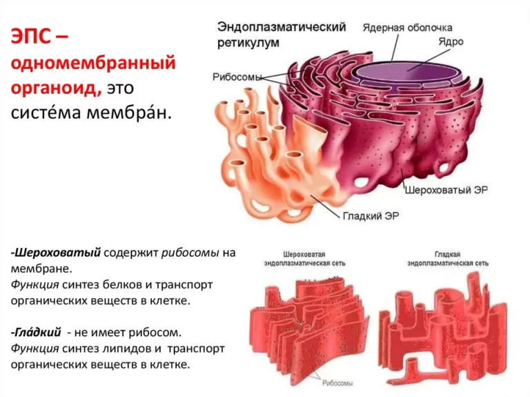 Гладкая эндоплазматическая сеть в клетке