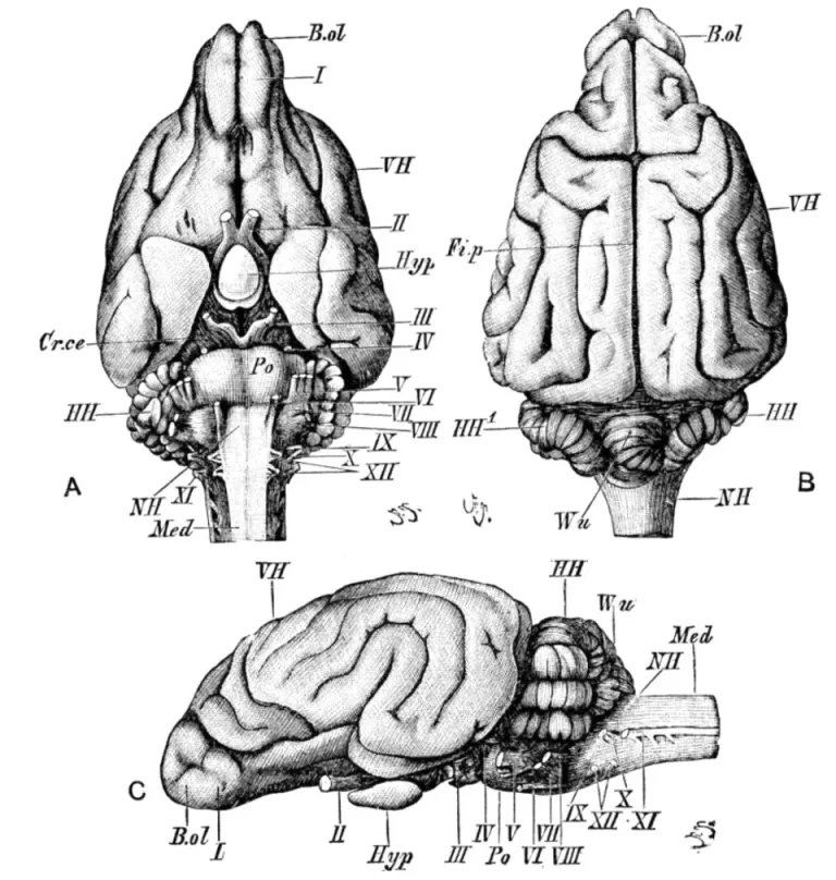 Строение Головного Мозга Млекопитающих: Иллюстрация И Основные Особенности