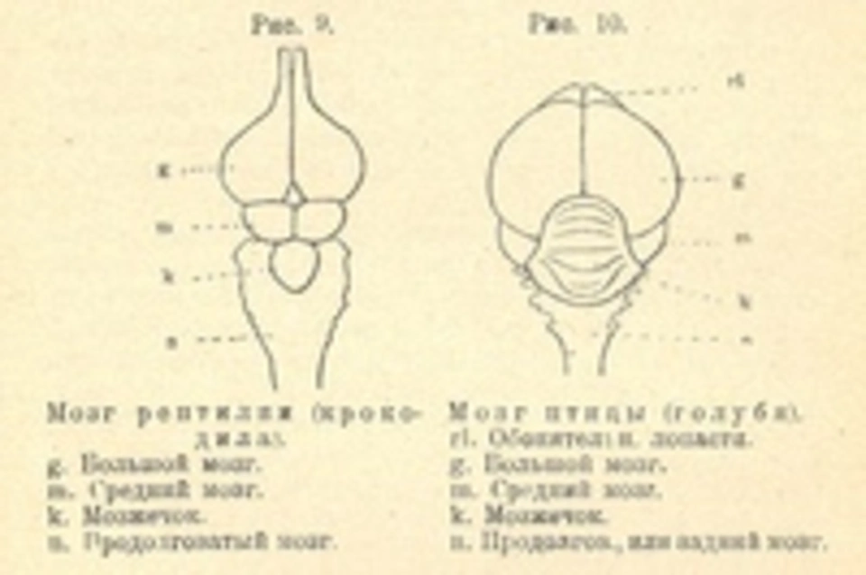 Строение мозга птиц