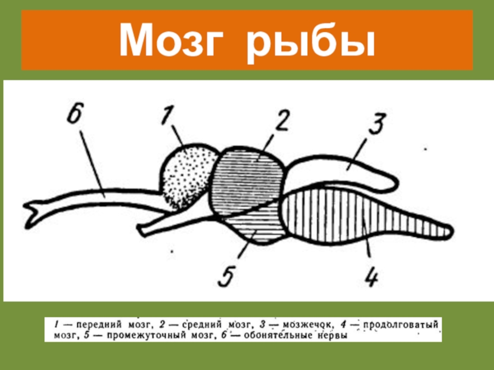 Строение мозга рыбы