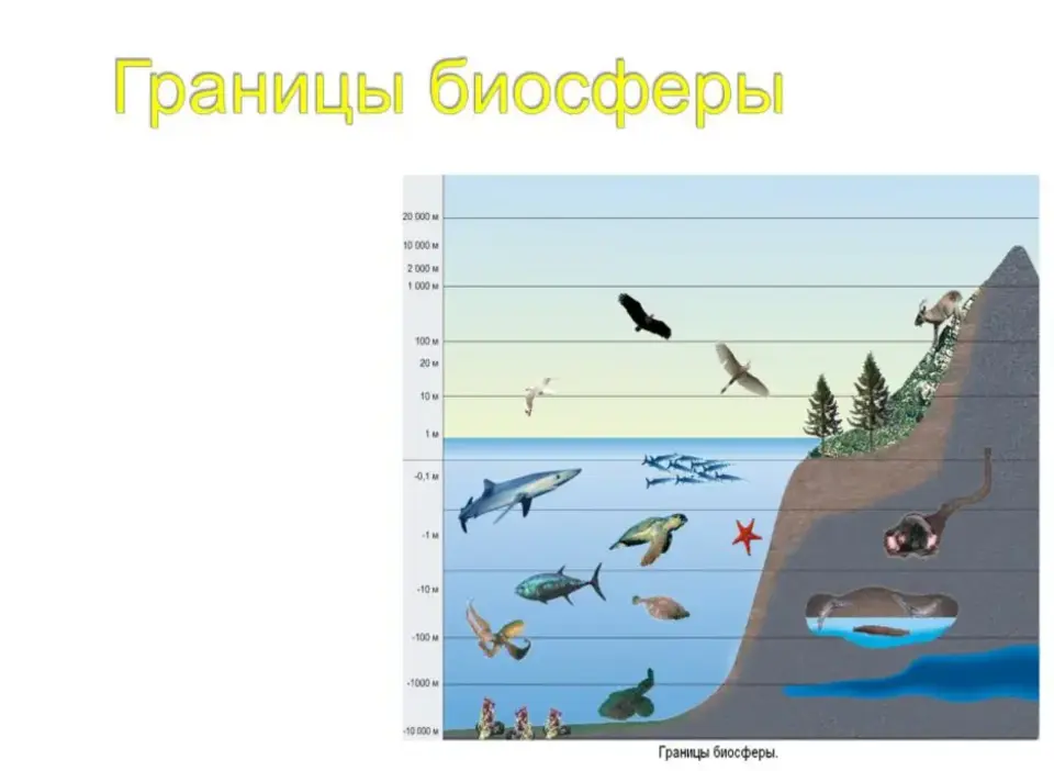 Границы биосферы рисунок