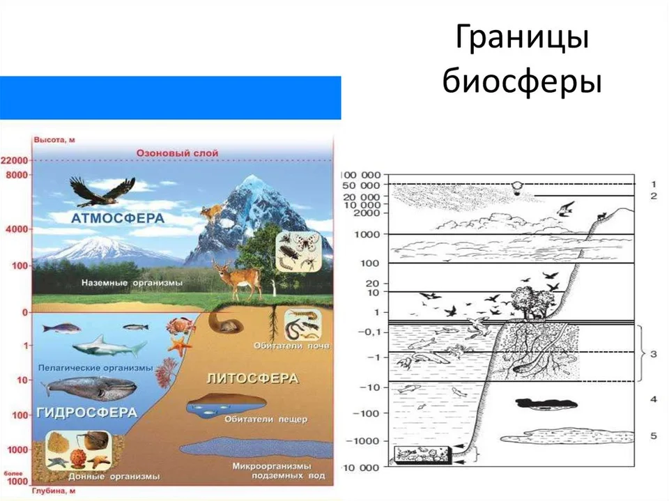 Слои биосферы