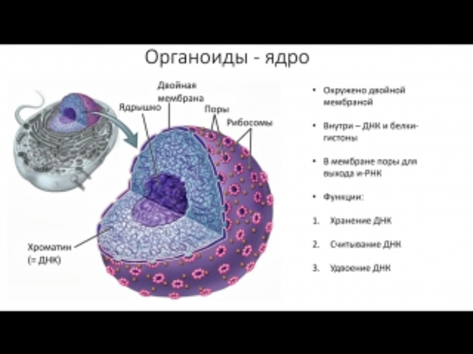 Органоиды клетки егэ