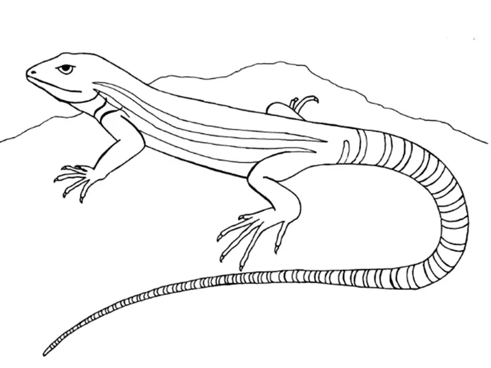 Рисунок ящерицы карандашом