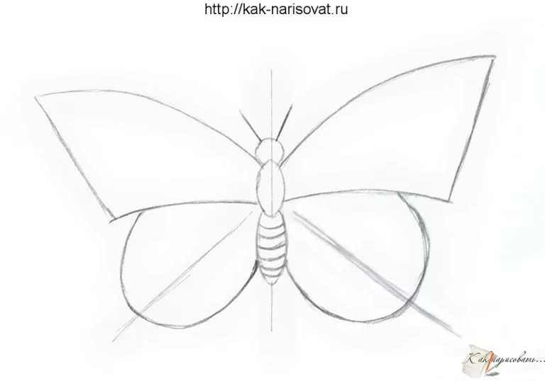 Бабочка поэтапно