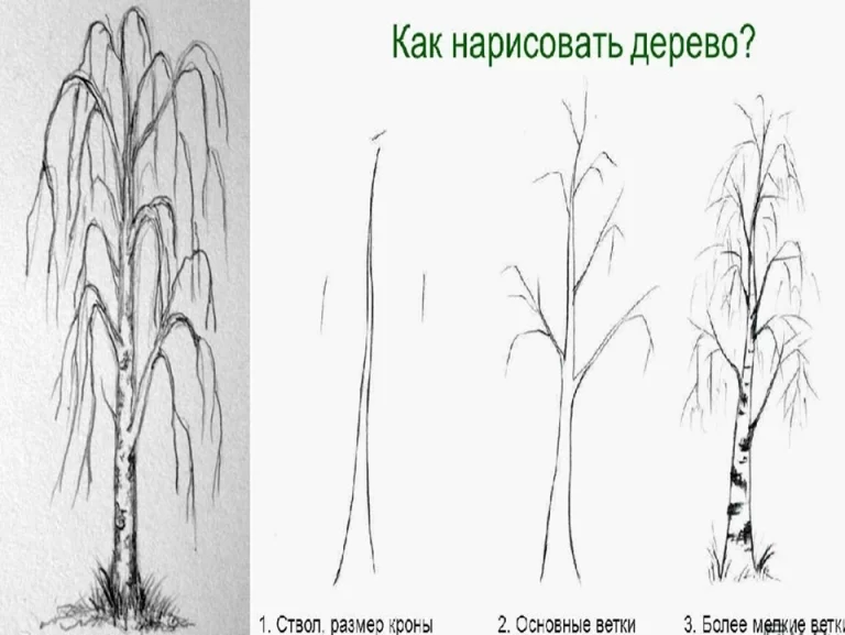 Берёза рисунок карандашом