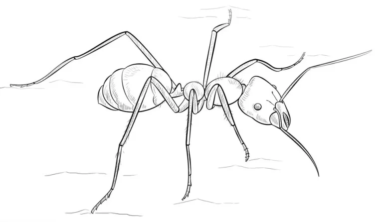 Рисунок муравья